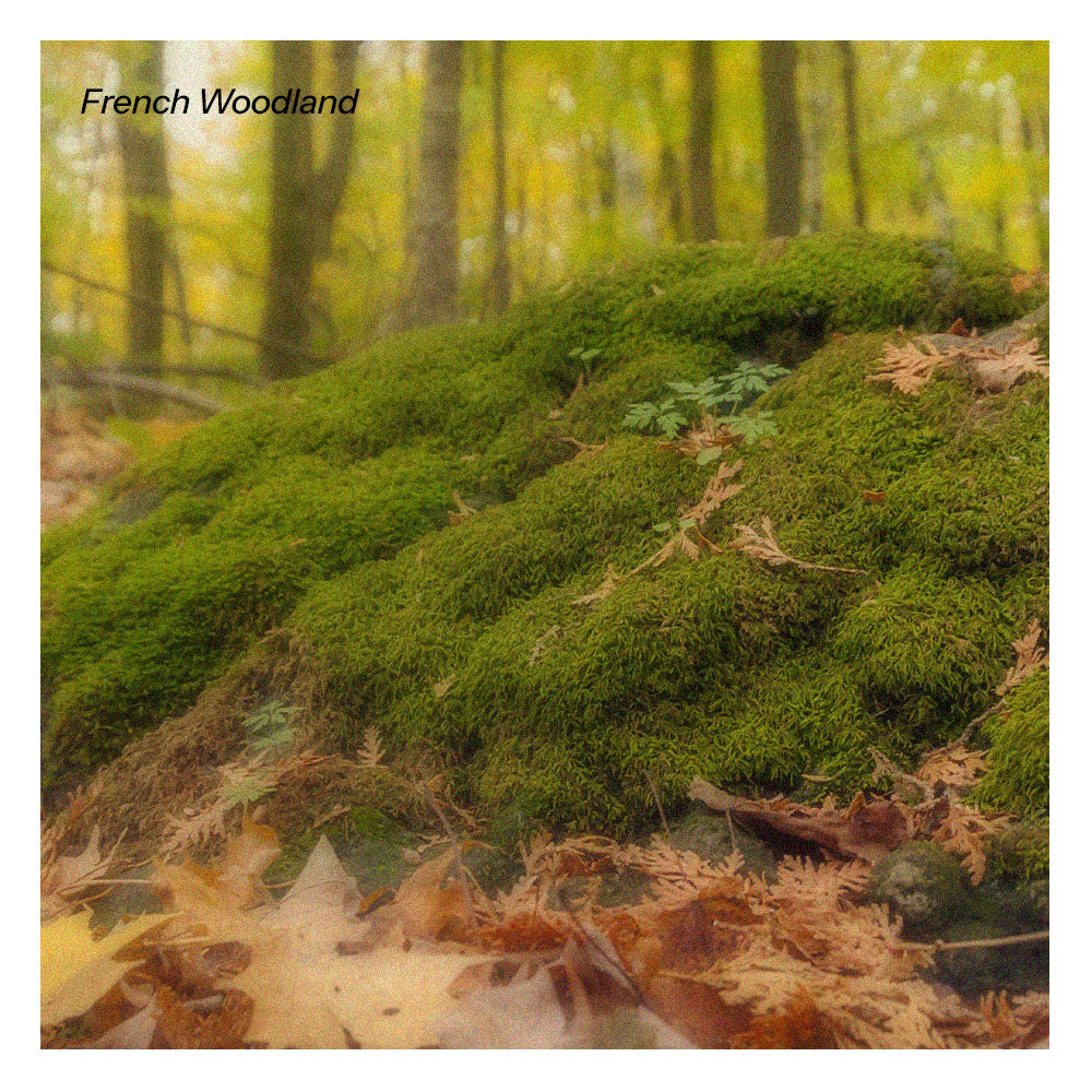 French Woodland Aroma Oil